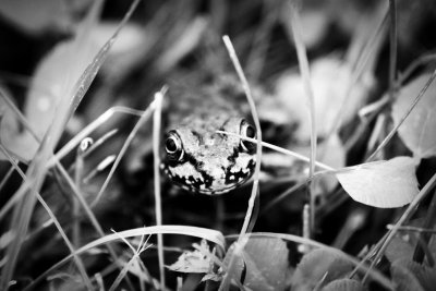 Frog