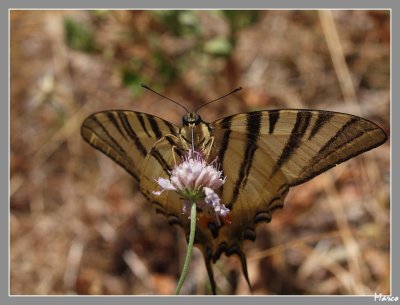 Papillons
