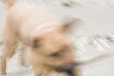 amel blur.jpg