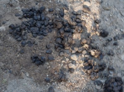 Bear scat, there was plenty of it around