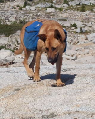 She didn't seem to mind the pack at all and it certainly didn't slow her down when she chased chipmunks, marmots, etc.