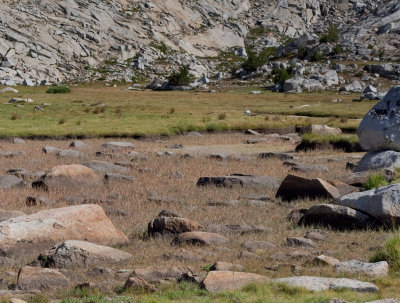 There were many of these dry lake beds with reddish grasses