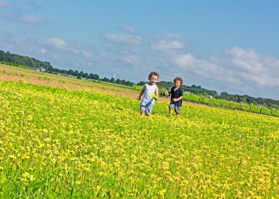 field of dreams