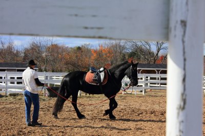 baiting hollow winery horse rescue