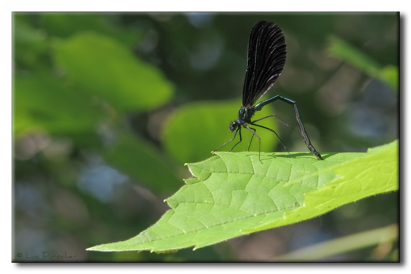 Demoiselle bistre - Calopteryx maculata