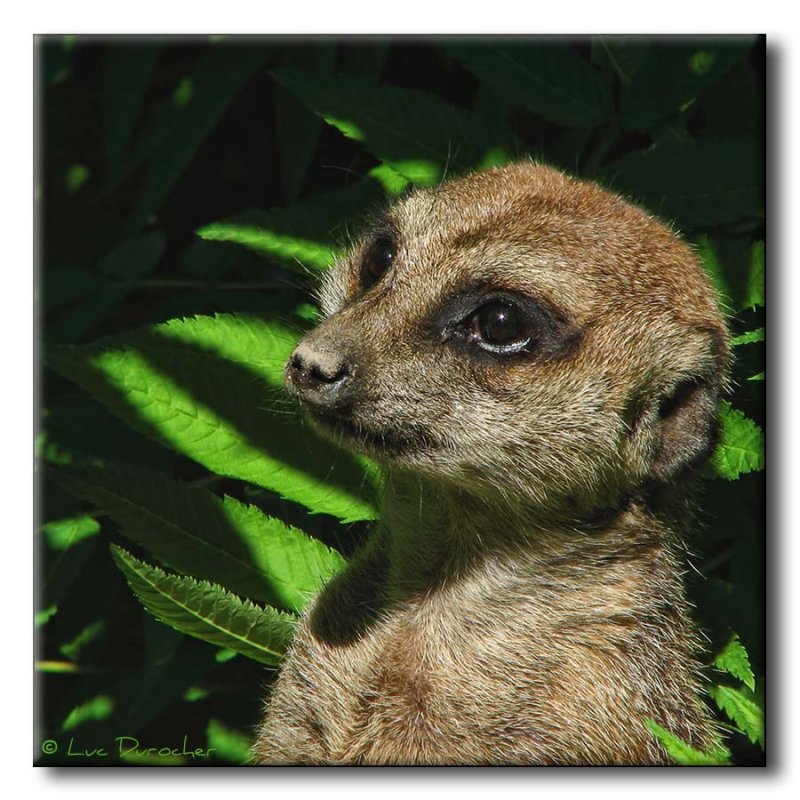 Suricate