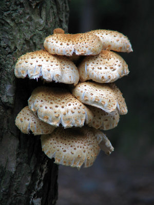 Champignons