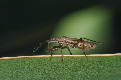Punaise