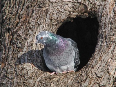 Pigeon Biset