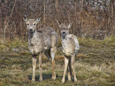 Cerfs de Virginie