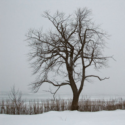 Arbre