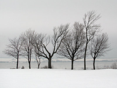 Arbres