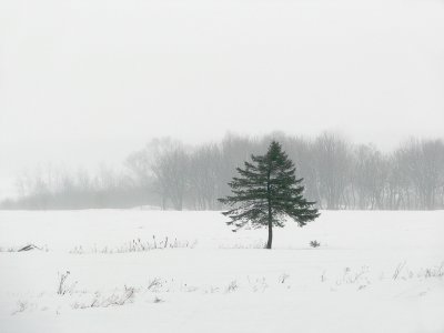 Épinette