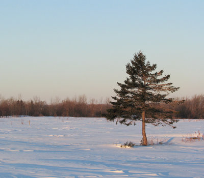 Épinette