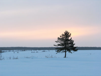 Épinette