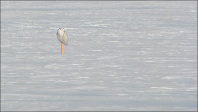 Harfang des neiges