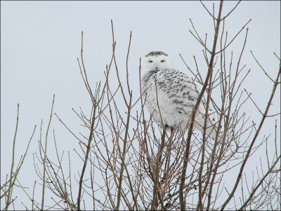 Harfang des neiges