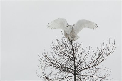 Harfang des neiges