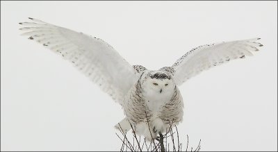 Harfang des neiges