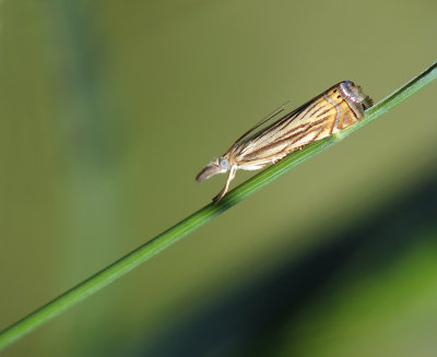 Micro Lépidoptère