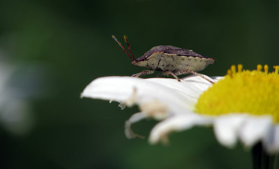 Punaise sur Marguerite