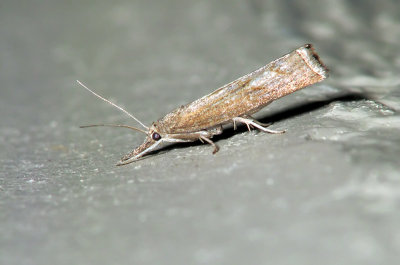Lépidoptère