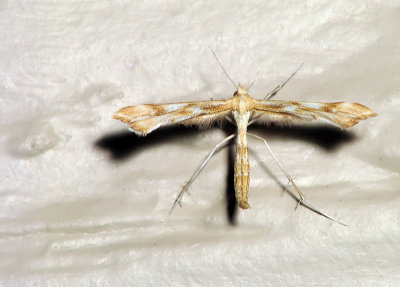 Pterophoridae