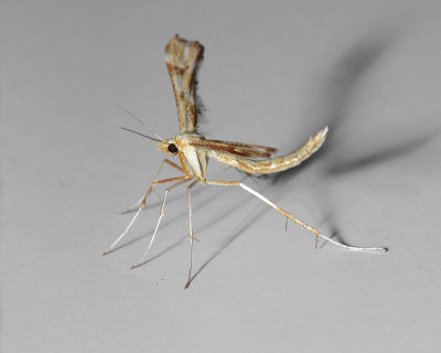 Pterophoridae