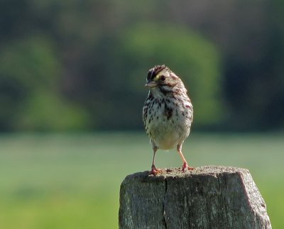 Bruant des prs 