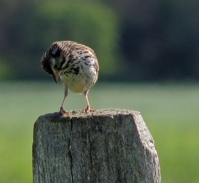 Bruant des prs 