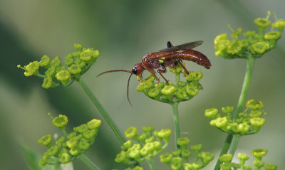 Insecte sur Tanaisie