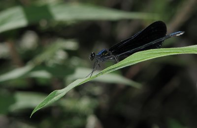 Demoiselle bistre