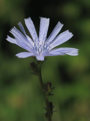 Chicorée