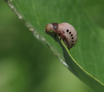 Larve de Chrysomèle de l'Asclépiade