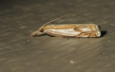Lépidoptère