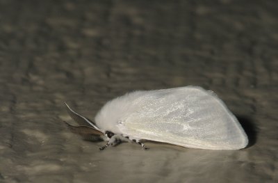 Lépidoptère
