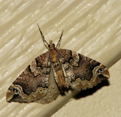 Lépidoptère