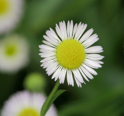 Fleur