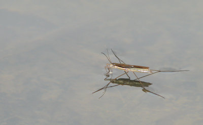 Punaise d'eau