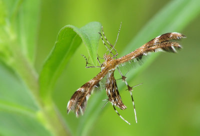 Pterophoridae