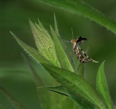 Pterophoridae