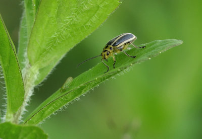 Chrysomèle