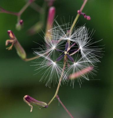Plante