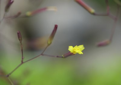 Fleur