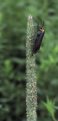 Lépidoptère