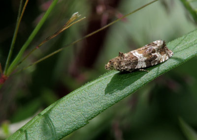 Lpidoptre