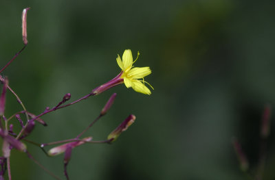 Fleur