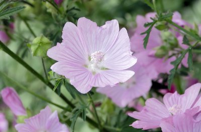 Mauve musquée
