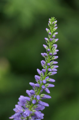 Fleur