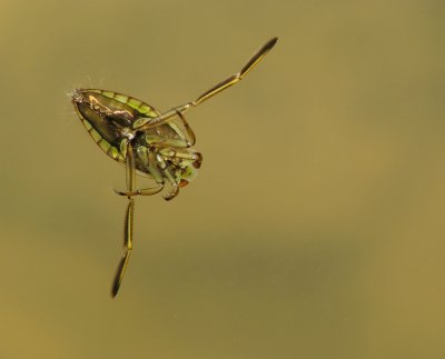 Punaise